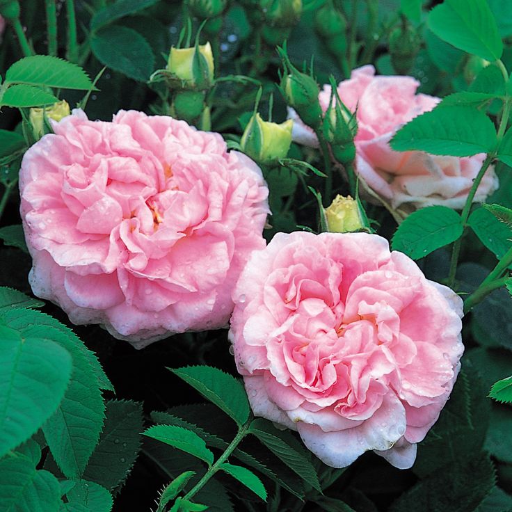 Maidens blush david austin roses container roses rooting roses