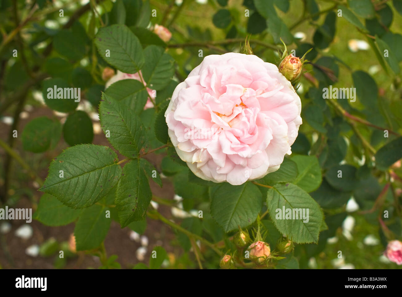 Maidens blush great hi
