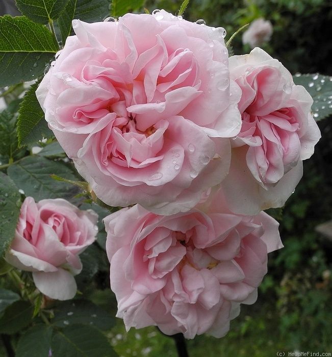 Maidens blush rose if you do love me you will find me out hybrid tea roses beautiful flowers photos rose