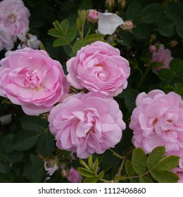 Great maidens blush rose stock photos and pictures