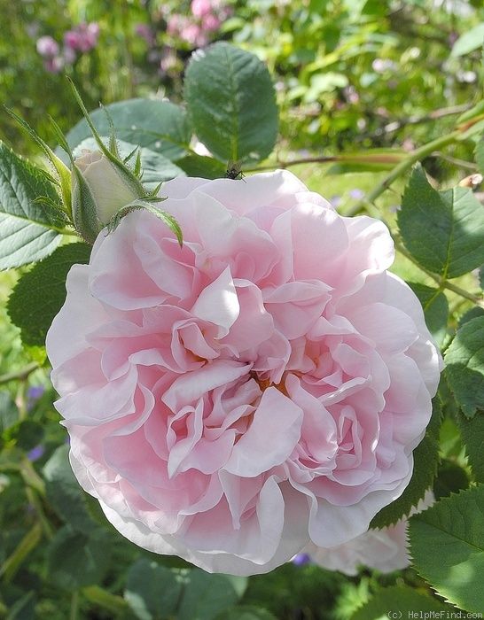 Great maidens blush rose photo beautiful flowers rose most popular flowers