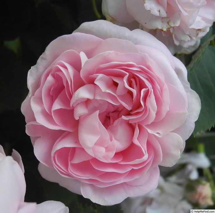 Great maidens blush rose photo beautiful rose flowers blush roses rose