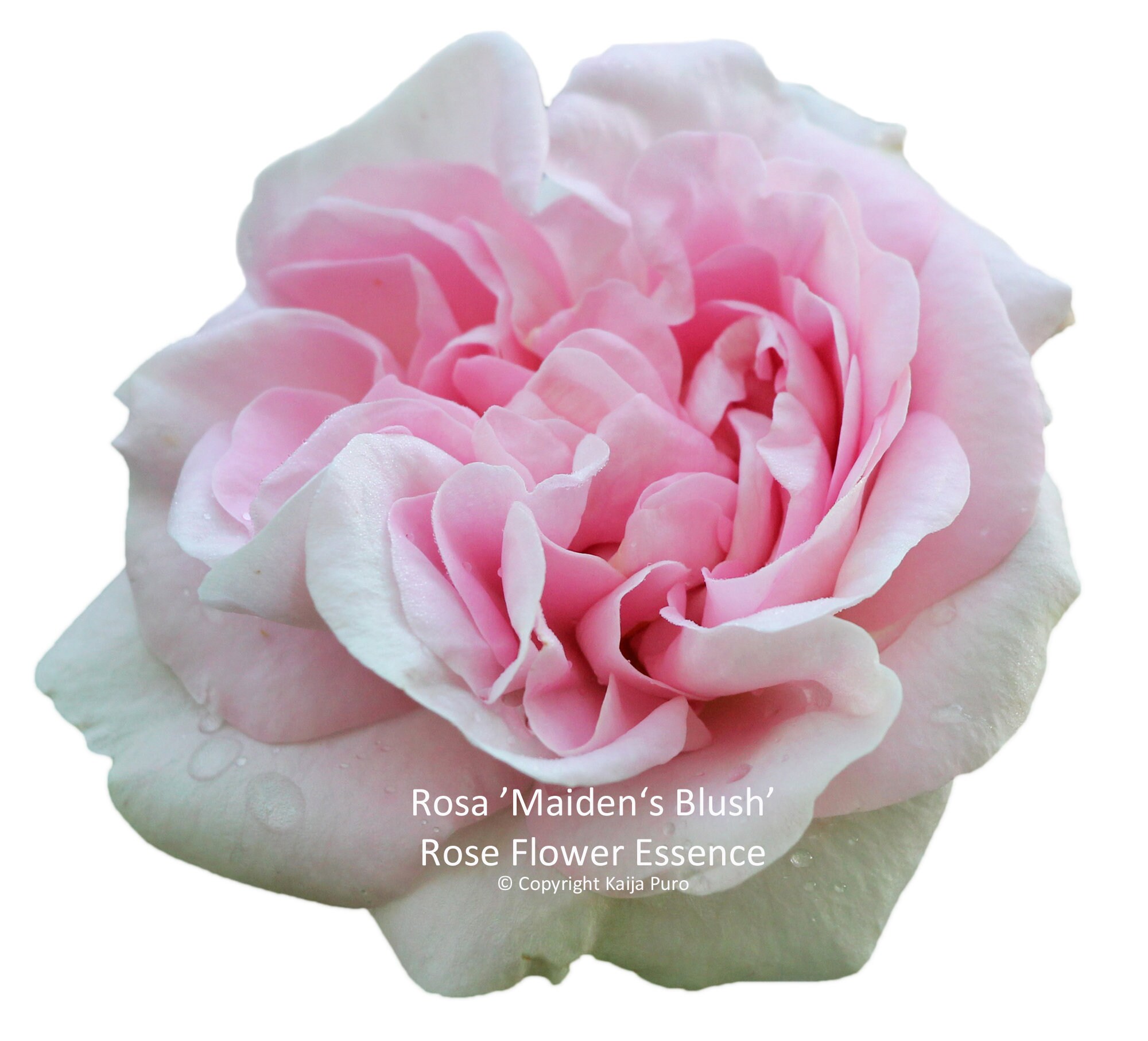Maiden blush