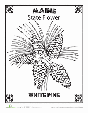 Maine state flower worksheet education education states project maine