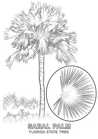 Florida state tree coloring page tree coloring page coloring pages flag coloring pages