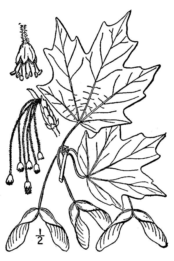 Sugar maple rock maple hard maple fact sheet