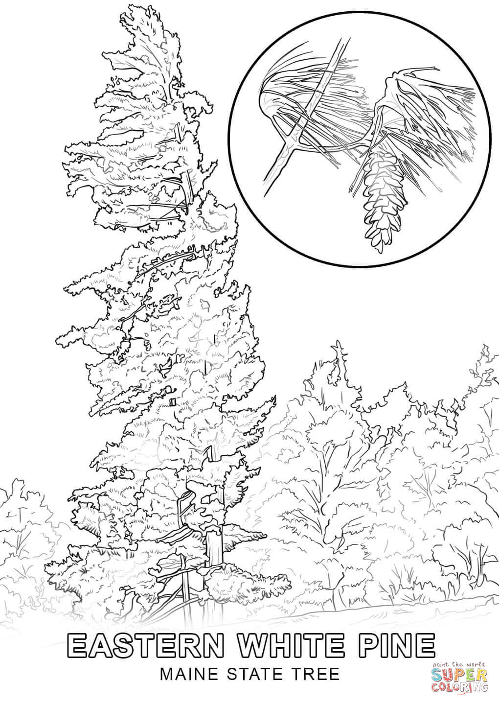 Maine state tree coloring page free printable coloring pages