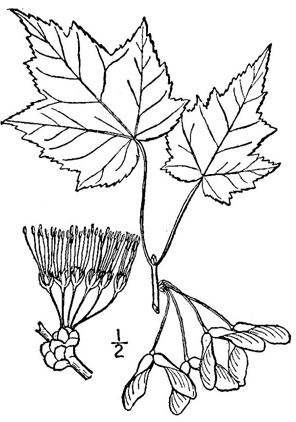 Red maple acer rubrum fact sheet