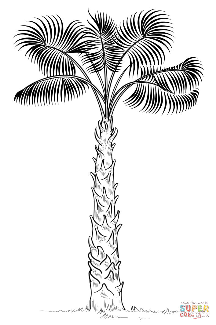 Cabbage palm tree coloring page free printable coloring pages
