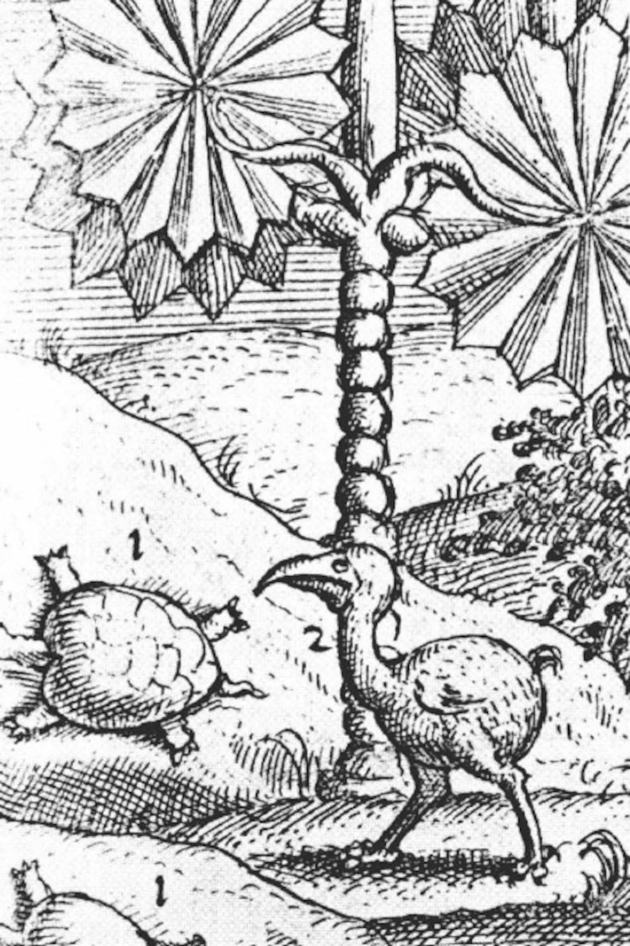 The dodo is dead long live the dodo