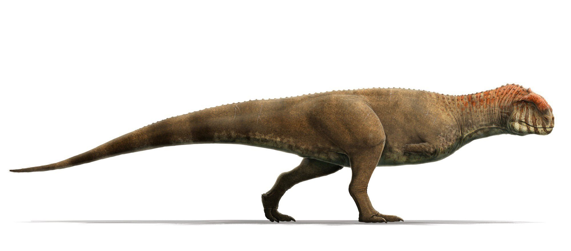 Majungasaurus