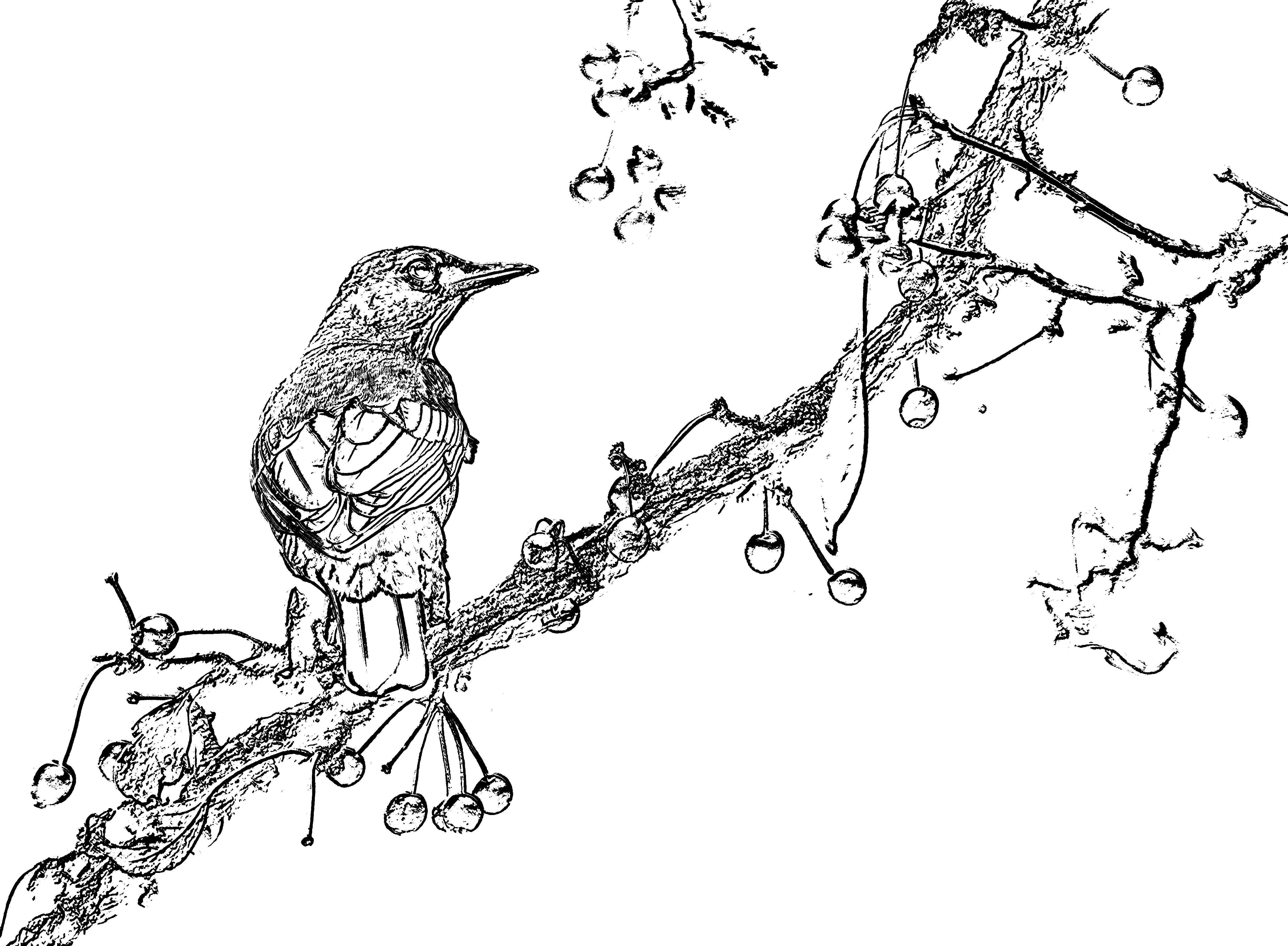 Making coloring pages from photographs using gimp