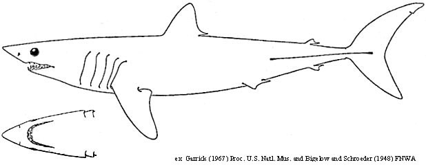 Shortfin mako shark