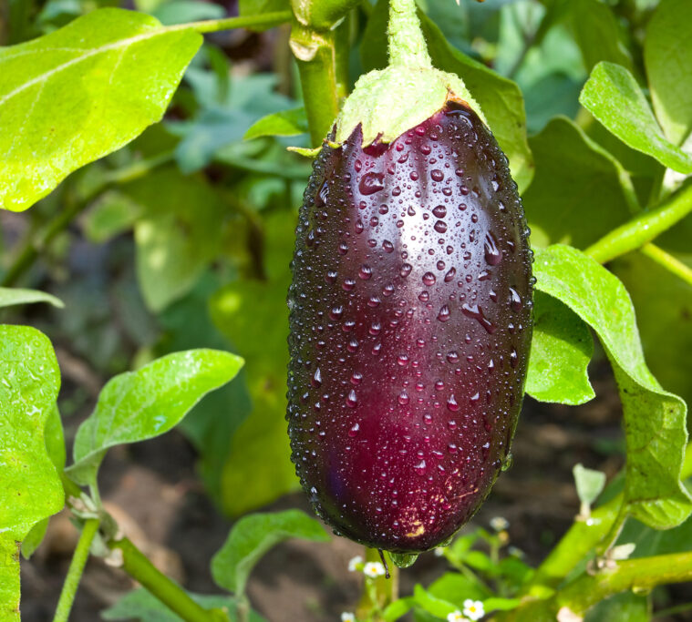 The surprising eggplant