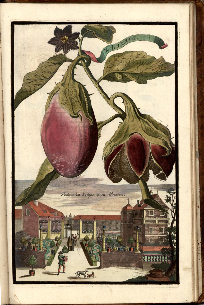 The promise of seeds magic in a packet