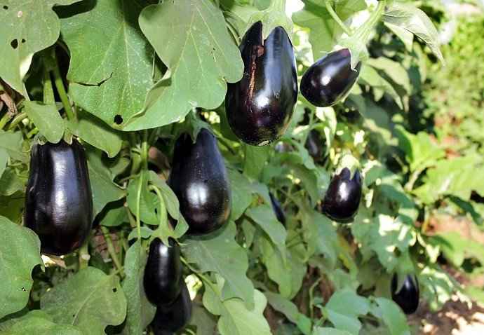 The incredible edible eggplant