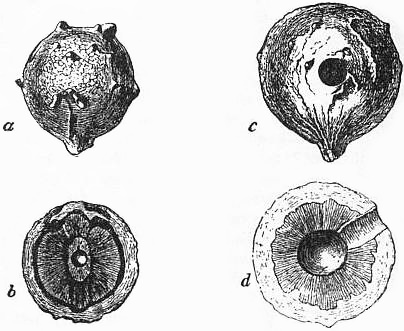 Cyclopãdia britannicagalls