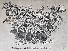 Aubergine â wikipãdia