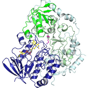 Structural basis of regioselective tryptophan dibromination by the single