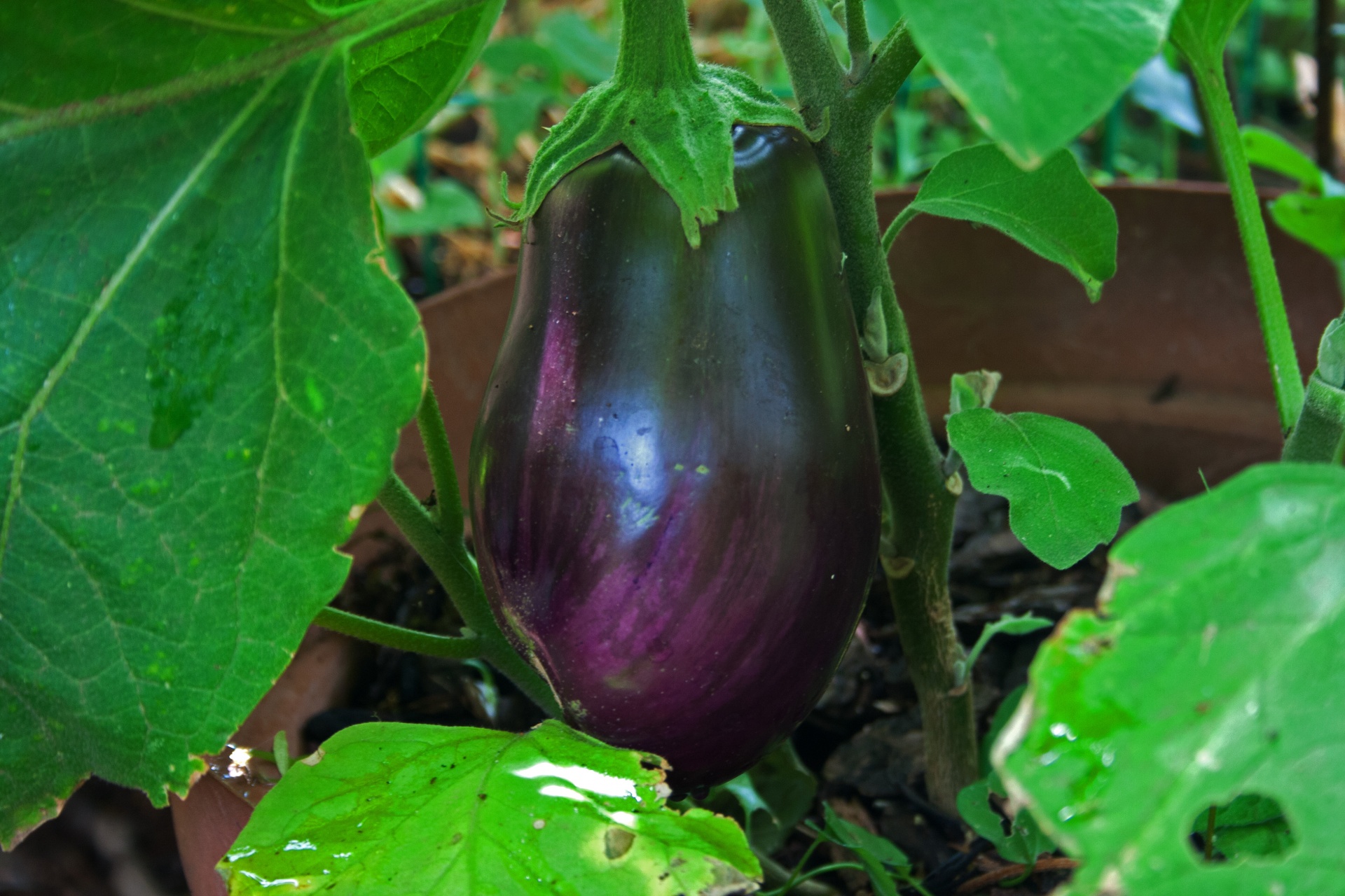 Laubergine une solanacãe ã dãcouvrir