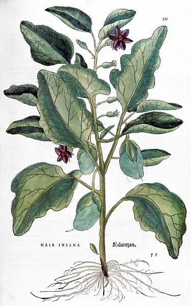 Plant collection of licensed images artwork and photos
