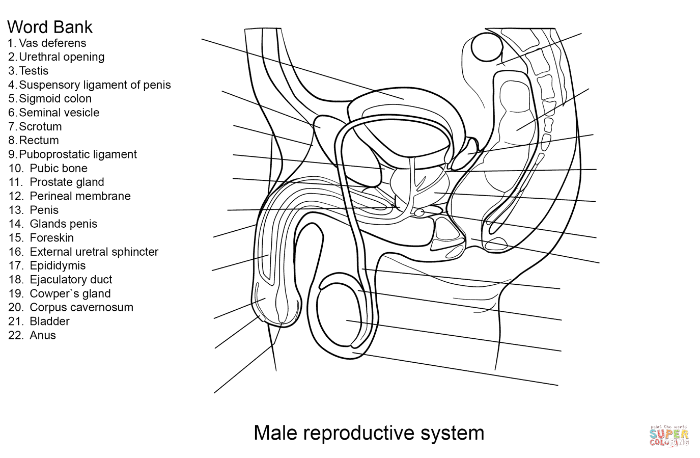 Male reproductive system worksheet coloring page free printable coloring pages