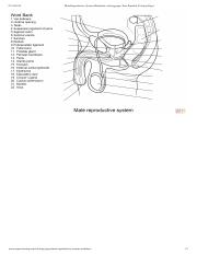Male reproductive system worksheet coloring page free printable coloring pagespdf