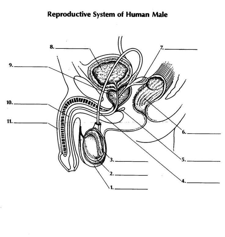 Type in the correct term that would properly label the appropriate body part reproductive system human male female reproductive system