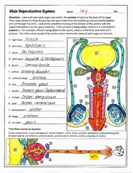 Male reproductive system by biology buff tpt