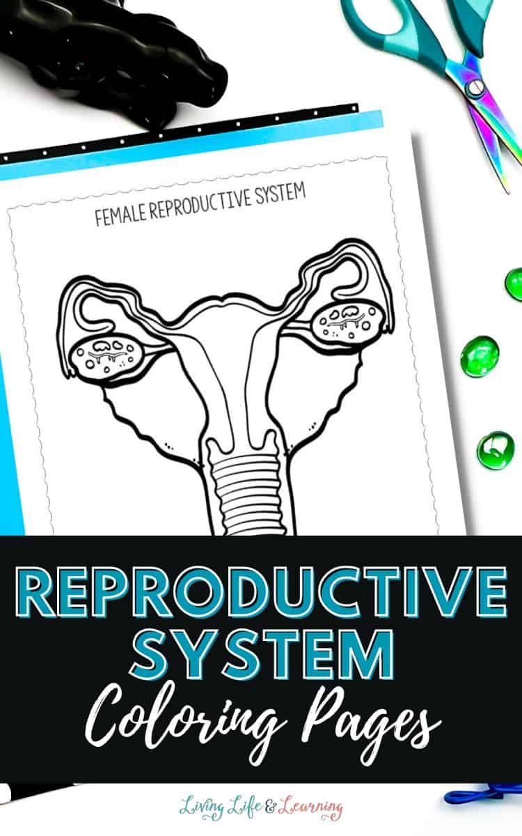 Reproductive system coloring pages