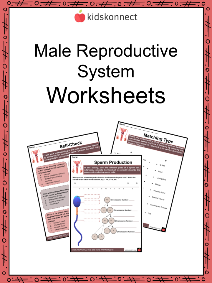 Male reproductive system worksheets what is reproduction sperm cells and reproduction