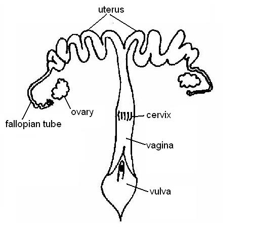 Reproductive system worksheet answers