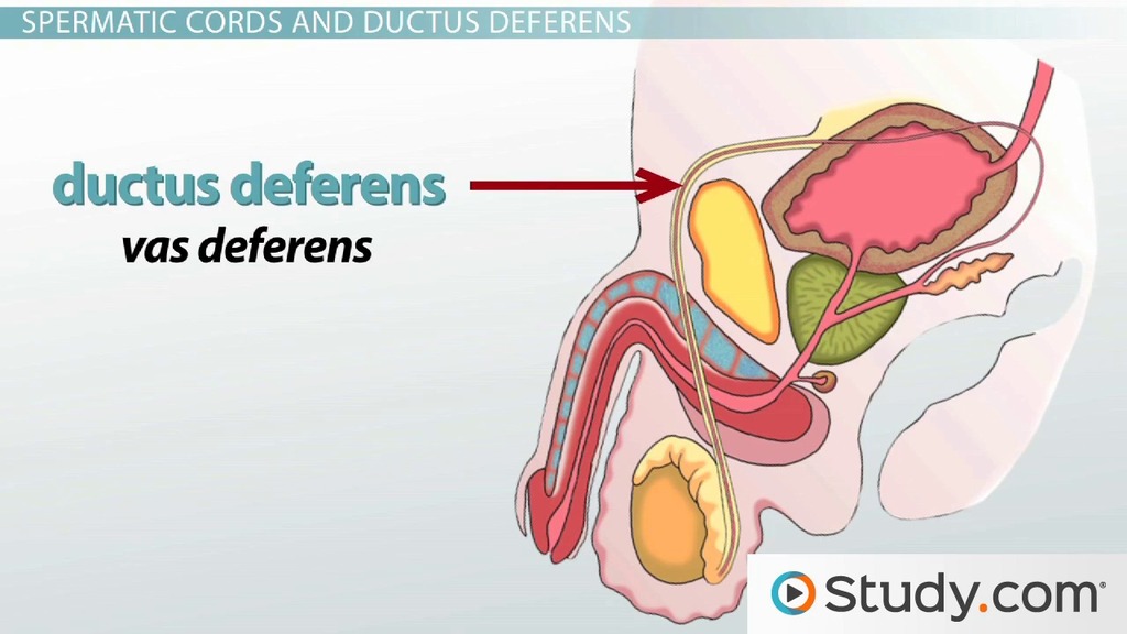 Male reproductive system anatomy organs function