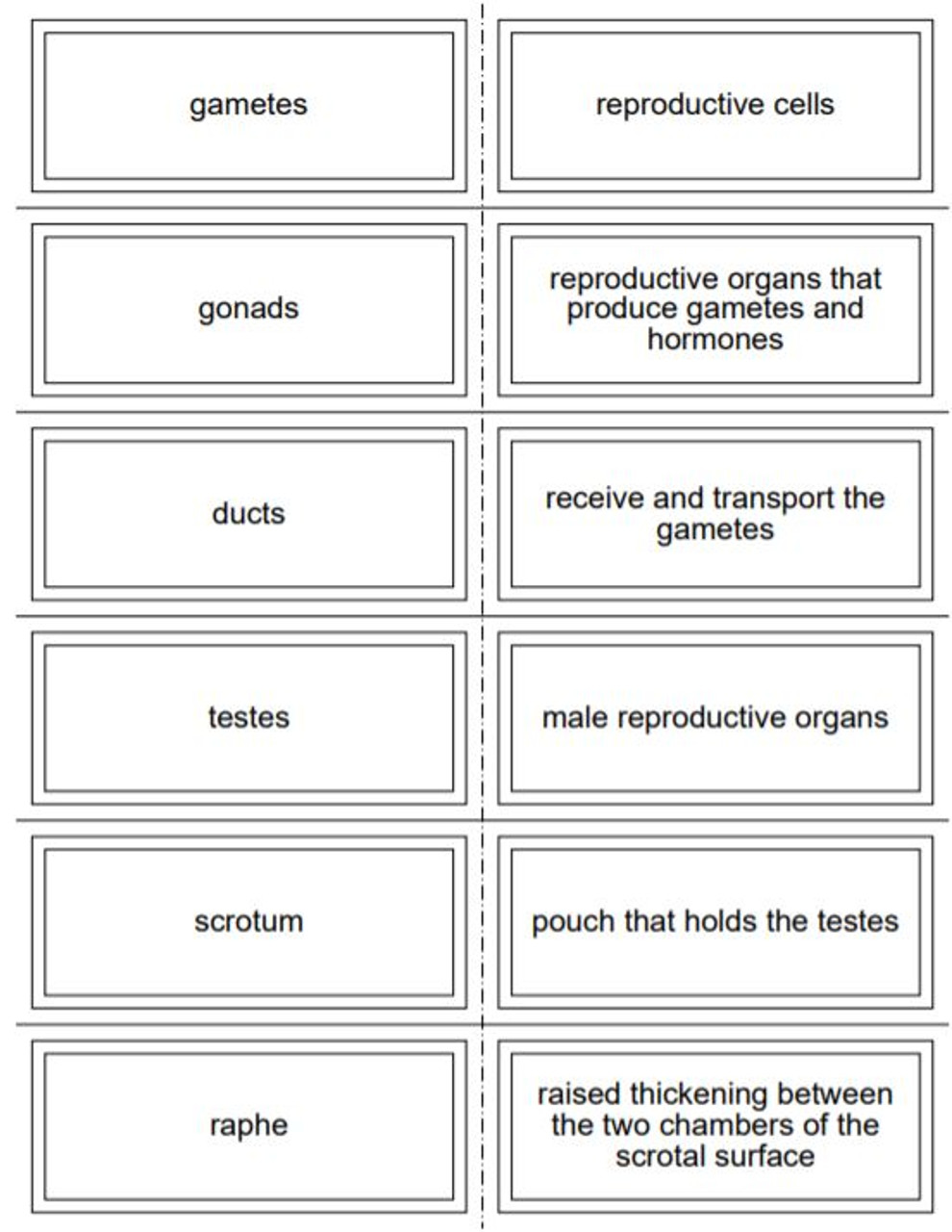 Male reproductive system flash cards