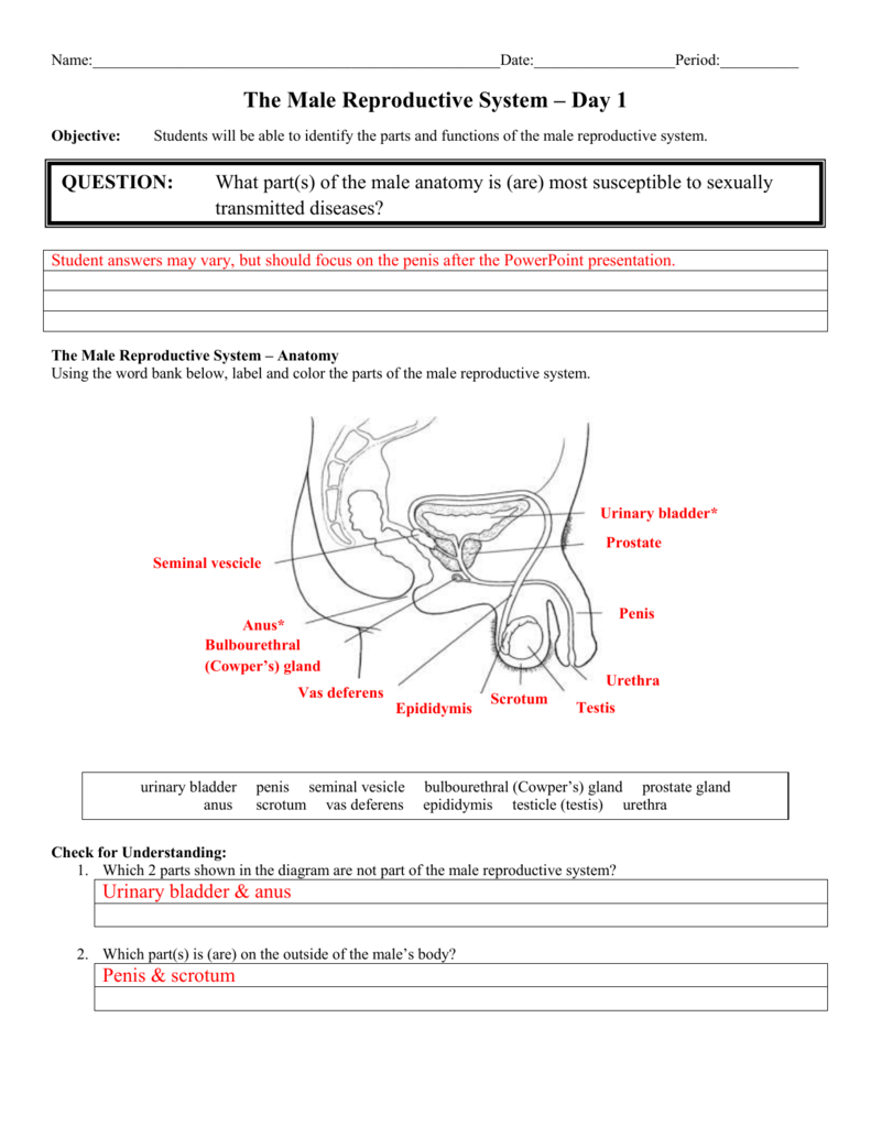 Day male anatomy