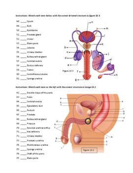 Worksheet anatomy of the male reproductive system by best for teachers