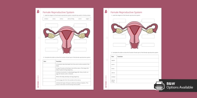 Female reproductive system worksheet beyond secondary