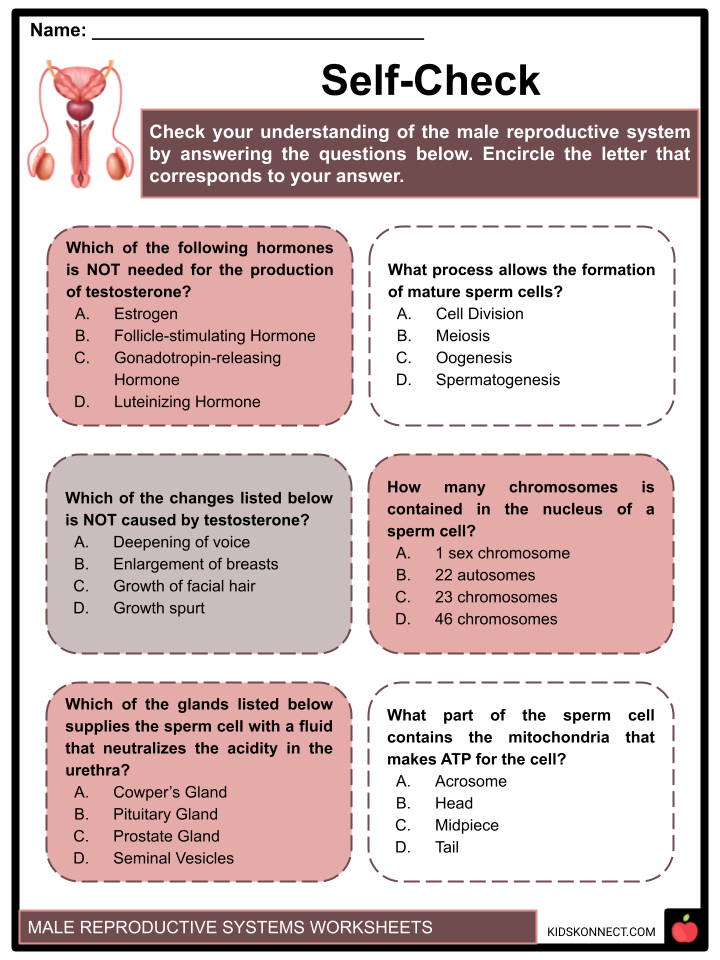 Male reproductive system worksheets what is reproduction sperm cells and reproduction