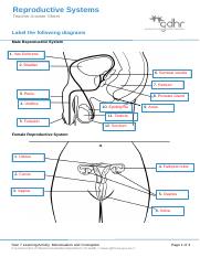 Male ditto activity