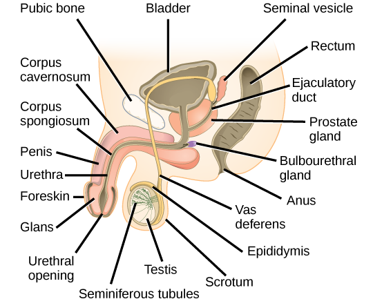 Reproductive system biology for majors ii