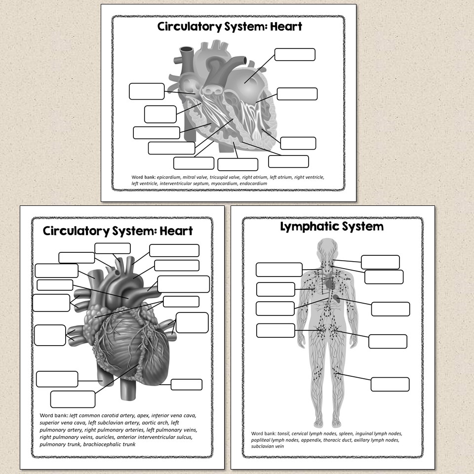 Human body systems diagrams