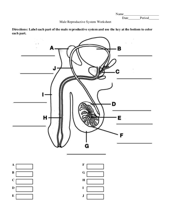 Pdf name dateperiod male reproductive system worksheet directions label each part of the male reproductive system and use the key at the bottom to color each part fathima jerosha