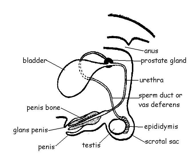 Reproductive system worksheet answers