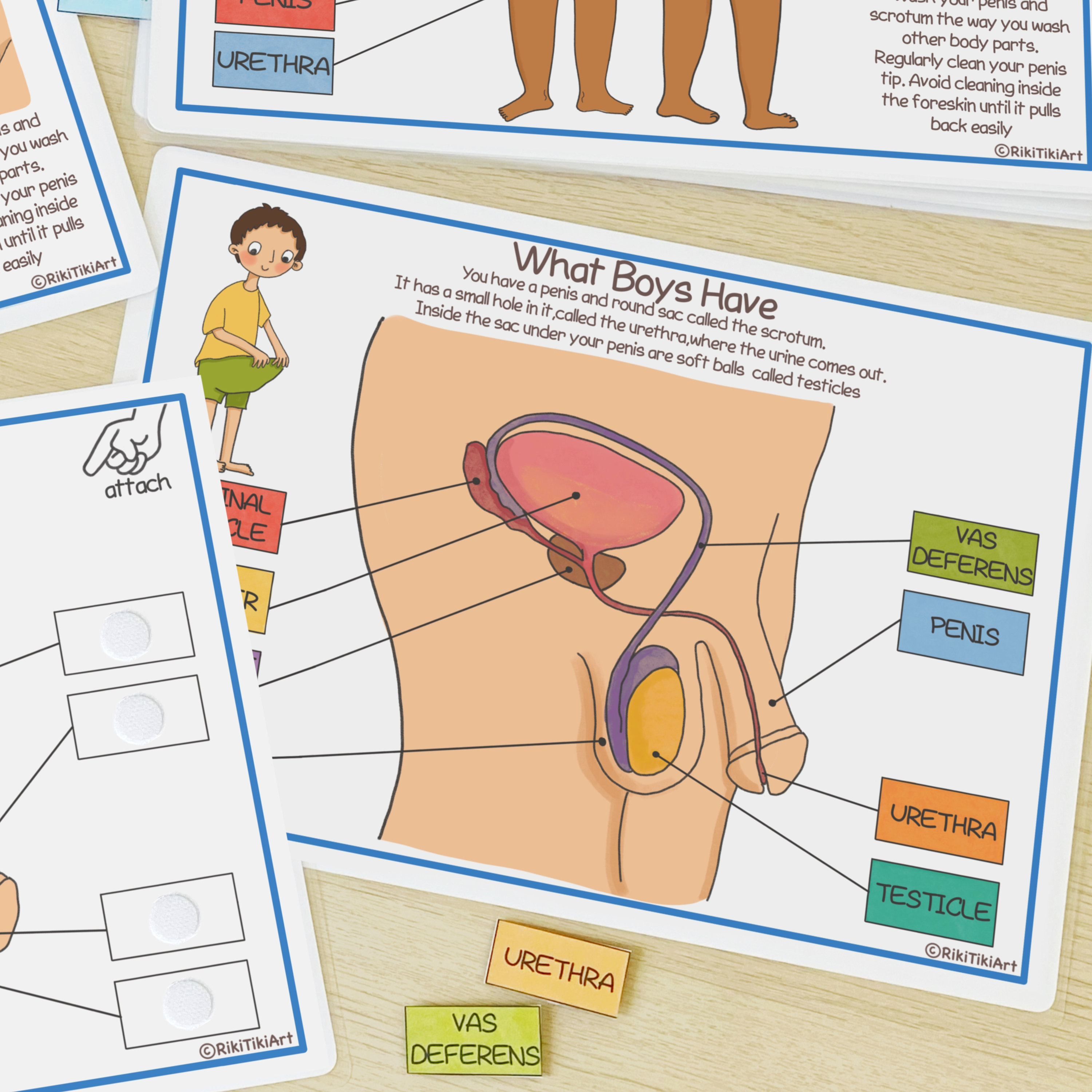 Male reproductive system learning bundle human anatomy busy bundle about me preschool printable toddler activities homeschool resources