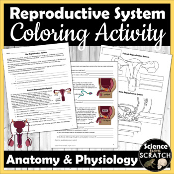 Reproductive system male and female coloring and activity packet
