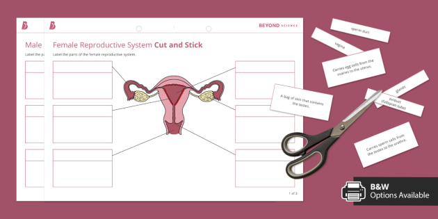 Human reproductive systems cut and stick biology beyond