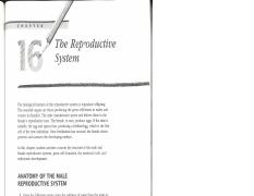 Male reproductive system pdf