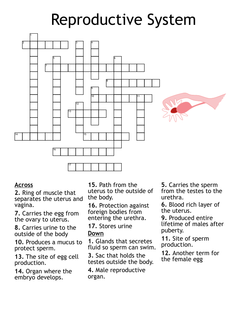 Reproductive system crossword