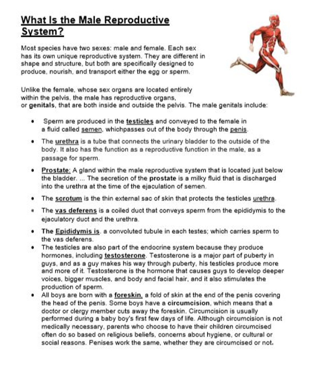 The reproductive system