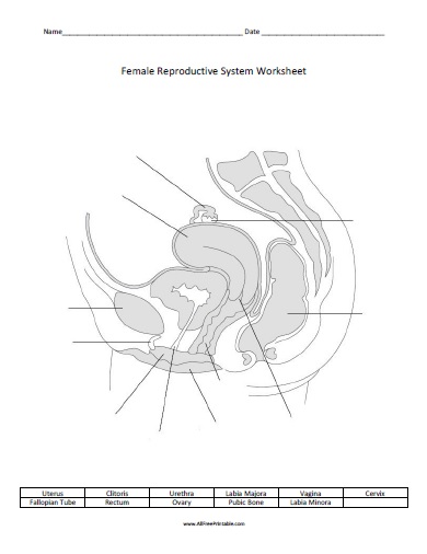 Female reproductive system worksheet â free printable